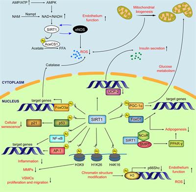 Histone Deacetylase SIRT1, Smooth Muscle Cell Function, and Vascular Diseases